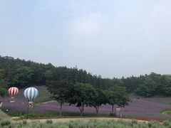 -大塘金香草谷