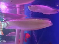 -印象·浅水湾(百乐门大厦店)