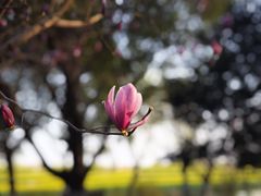 -乌村