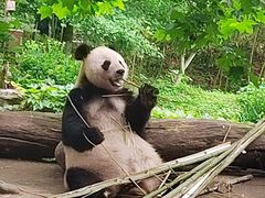 -都江堰中华大熊猫苑