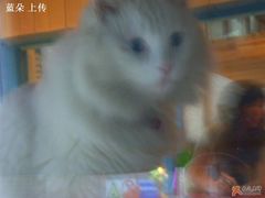 -Babycat私家御饼屋(龙头路一店)