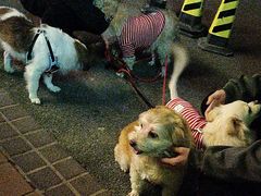 -福懋动物医院·犬猫全科·外科·重症科(杏林分院)