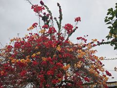 -陈村花卉小镇-花卉世界