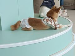 -怪兽屋·羊驼·猫咖·狗咖(俊华广场店)