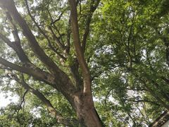 -上海佘山国家森林公园天马山园