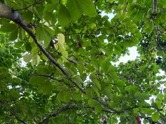 -国家植物园南园