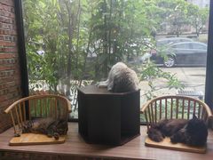 -豆逗聊愈猫阁Easy Life