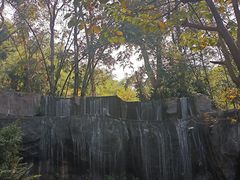 -西双版纳原始森林公园