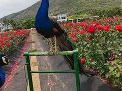 -亚龙湾国际玫瑰谷