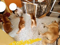 -喜柴咖啡·柴犬狗咖