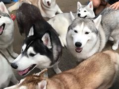 -TrueLove @ Neverland (Husky Cafe)