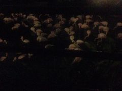 iphone_upload_pic-香港皇家太平洋酒店