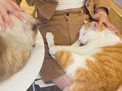 -猫亿天猫咖