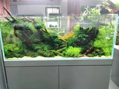 -ADA自然水景世界