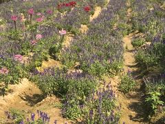 -广东花都香草世界旅游度假区