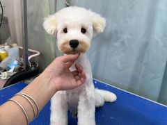 -唐小姐の私宠·宠物洗护美容·撸猫馆·购宠(周浦万达旗舰店)