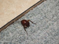 -清水湾酒店(深圳横岗塘坑地铁站店)