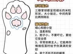 -纳吉亚猫专科动物诊疗中心(蒋宅口分院)