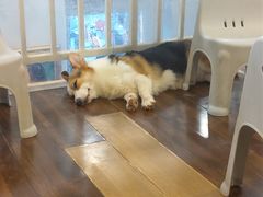 -柯斗斗主题餐厅·狗咖·围炉煮茶·茶饮(国瑞升平里店)