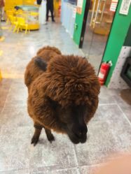 -神奇动物撸宠馆·羊驼·小浣熊·异宠(豫园店)