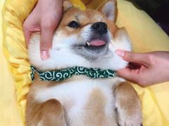 -逗柴咖啡屋·狗咖猫咖宠物桌游