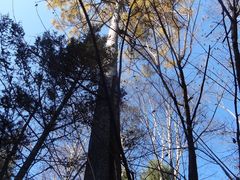 DSC06446-五营红松林海景区