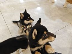 -柴犬小屋·柴餐厅·狗咖食堂(金鼎广场店)