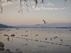 -西昌邛海湾柏樾酒店(原邛海湾柏栎度假酒店)