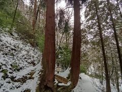 -武陵山森林公园