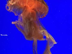 -上海海洋水族馆