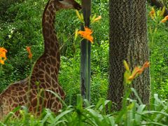 -北京野生动物园