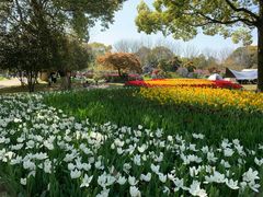 -上海鲜花港