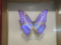 -上海大自然野生昆虫馆