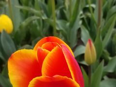 -大宁郁金香公园-停车场