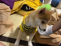 -逗柴咖啡屋·狗咖猫咖宠物桌游