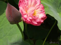 -瀛洲公园