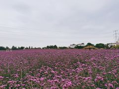 -紫颐香薰山谷景区