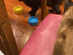 -猫小院猫主题咖啡厅(北锣店)