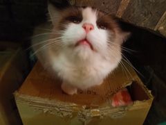 -猫色咖啡·猫咖