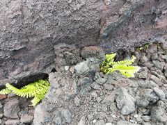 -夏威夷火山国家公园