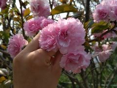-金鸡山公园