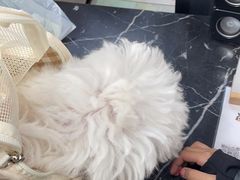 -派美特宠物医院·核磁CT·骨科肿瘤·疑难转诊(沈农禾丰店)