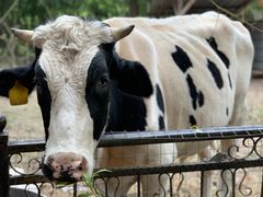 牛-鸿华度假酒店