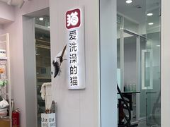 -爱洗澡的猫(望京店)
