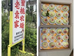 -老袁家蜜桃农场·阳山水蜜桃