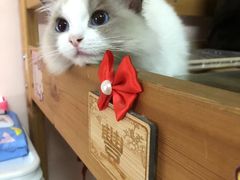 -Bastet sally猫舍购宠(静安店)