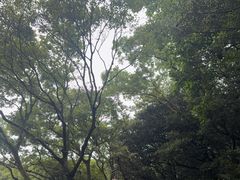 -普陀山风景区-佛顶山