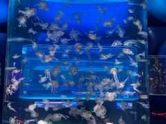 -上海海昌海洋公园