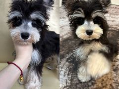 -宠颐生猫科·内科皮肤科(西平世纪城店)