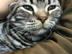 -纳吉亚猫专科动物医院博雅分院